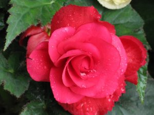Red Rose Pic